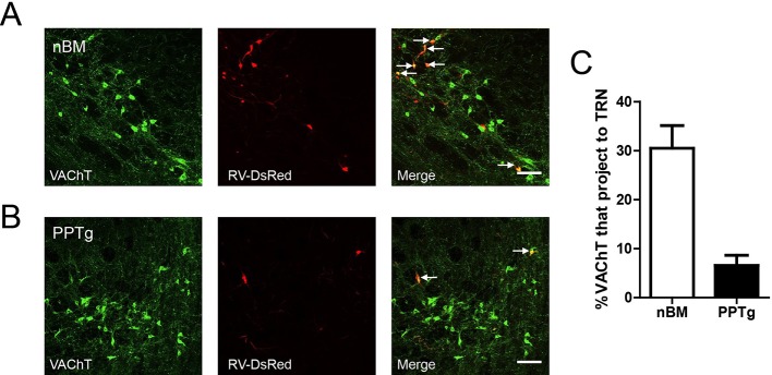 Figure 4—figure supplement 1.