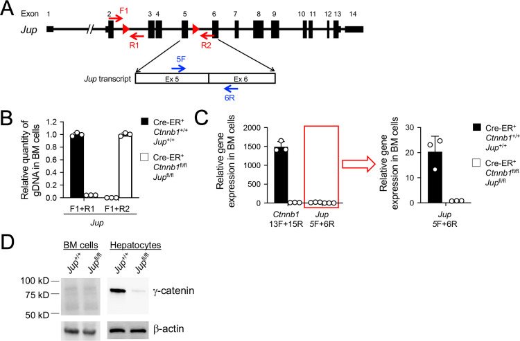 Figure 1—figure supplement 4.