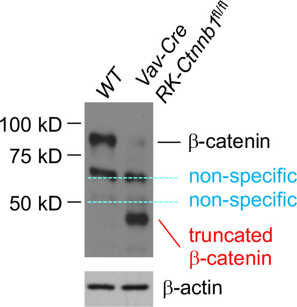 Figure 1—figure supplement 1.