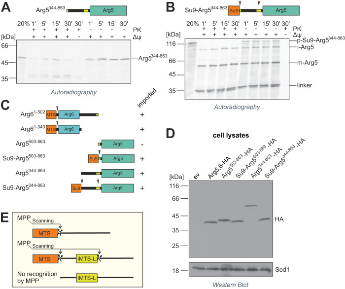 FIGURE 4: