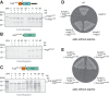 FIGURE 3: