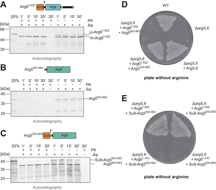 FIGURE 3: