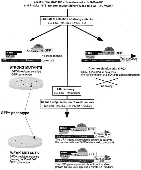 FIG. 1