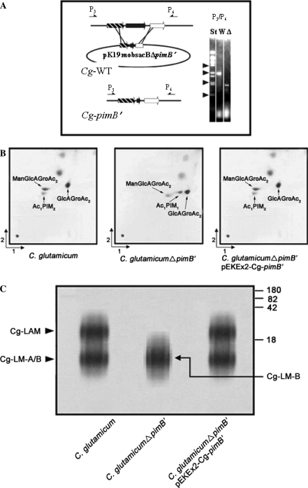 Fig. 2