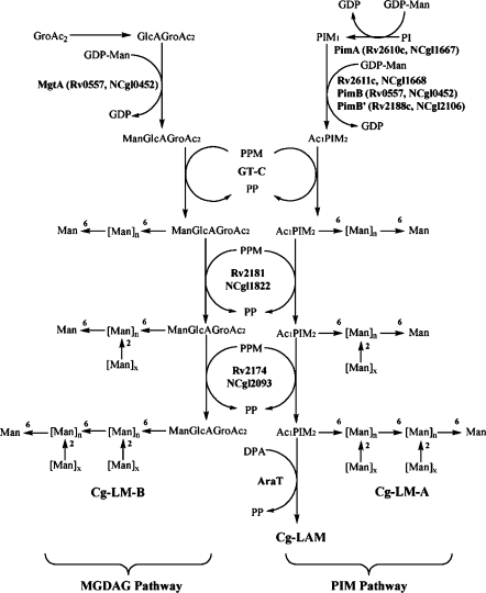 Fig. 1