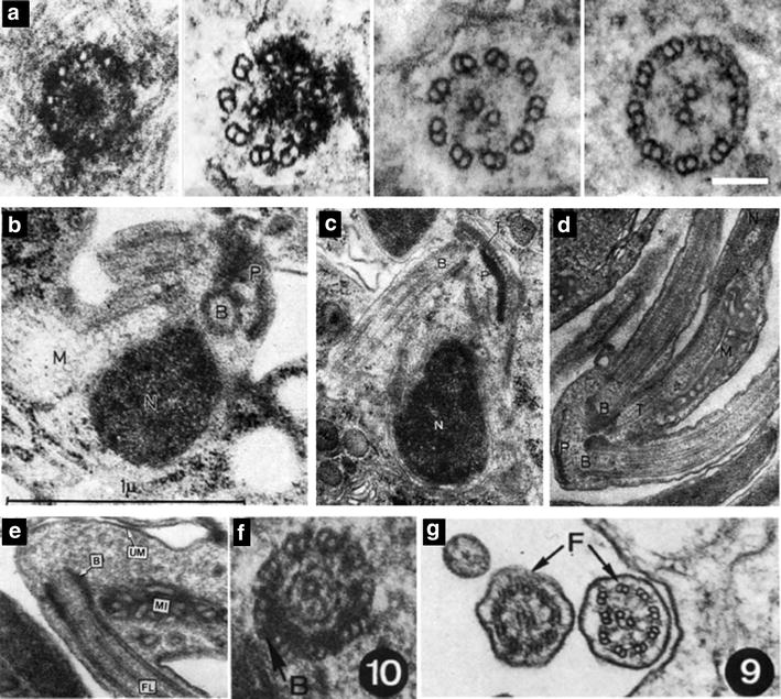 Fig. 2