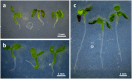 Fig. 8.