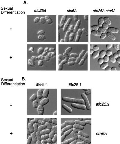 FIG. 5.