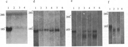 graphic file with name pnas00604-0011-c.jpg