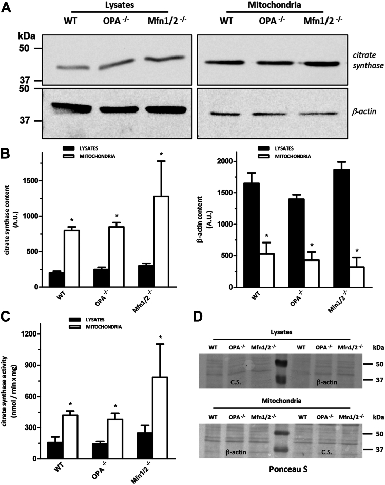 Fig. 1