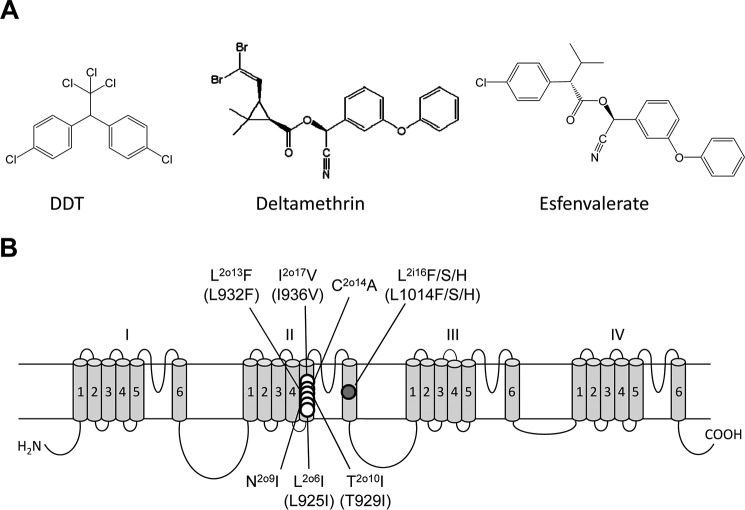 FIGURE 1.