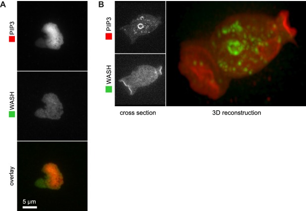 Figure 5—figure supplement 1.