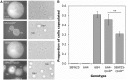<sc>Fig</sc>. 3.