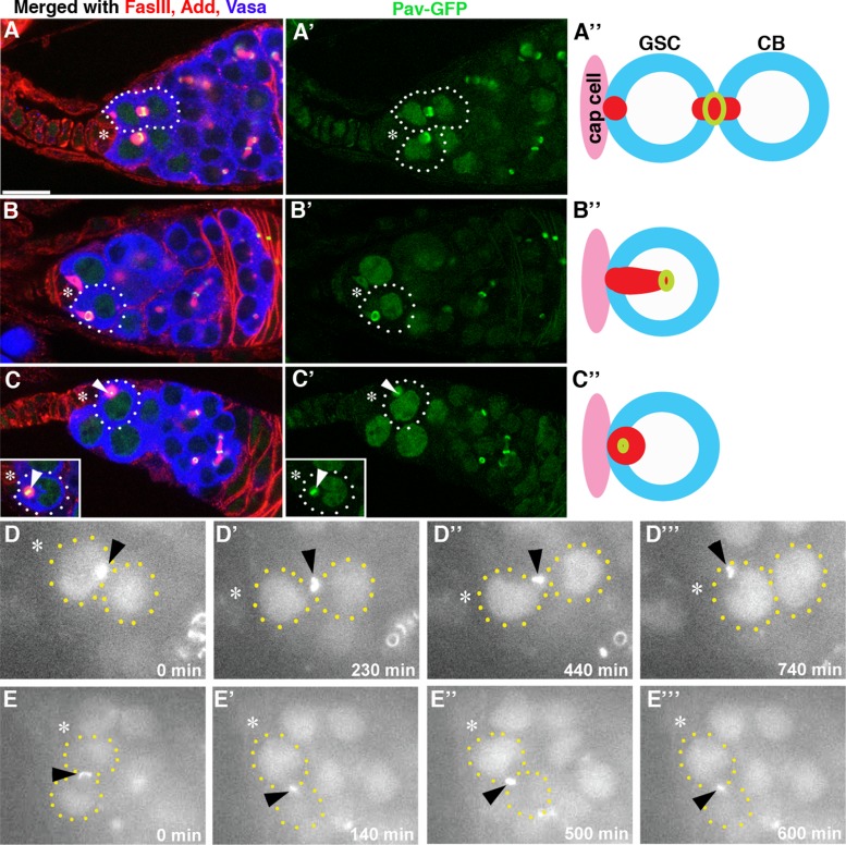 FIGURE 3: