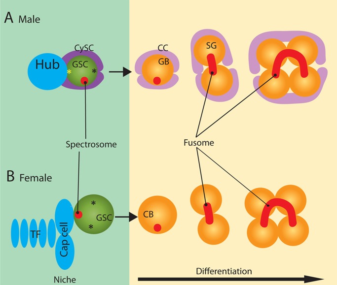 FIGURE 1: