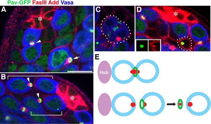 FIGURE 2: