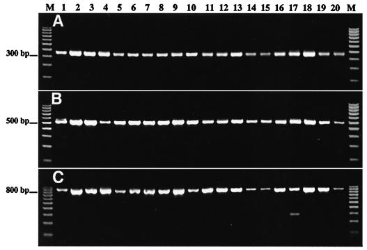 FIG. 2.