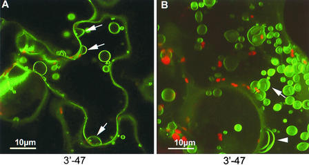 Figure 5.