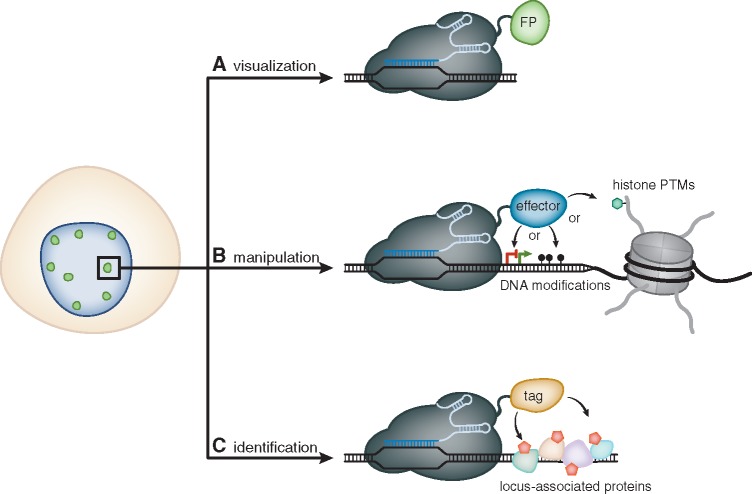 Figure 1: