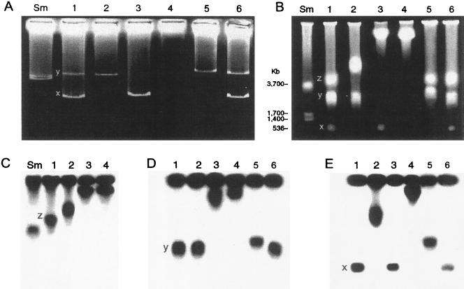 FIG. 1.