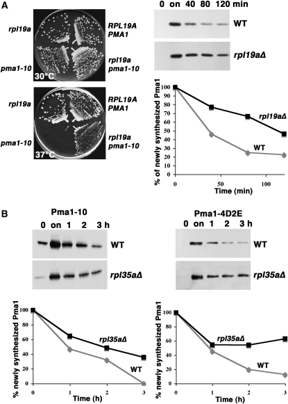 Figure 3.—