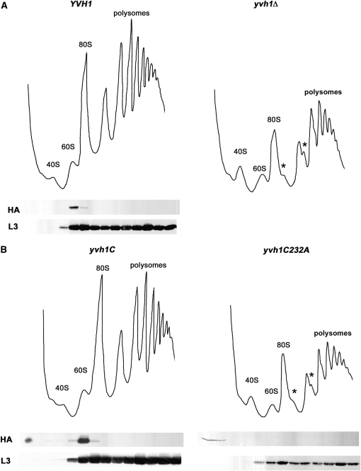 Figure 4.—