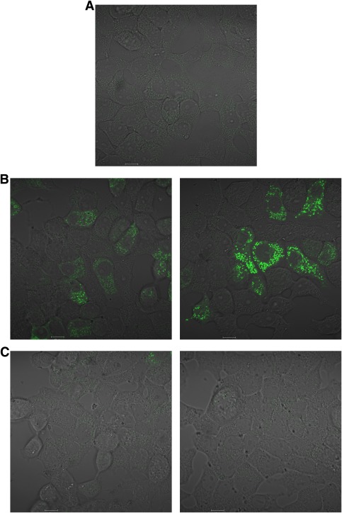 FIG. 5.