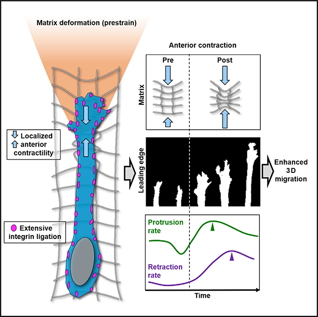 graphic file with name nihms-1678452-f0001.jpg