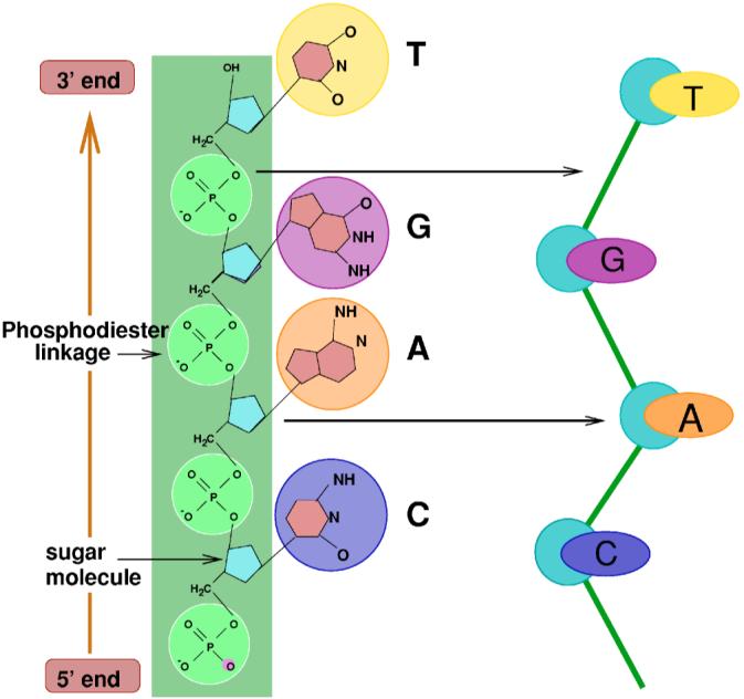 FIG. 1