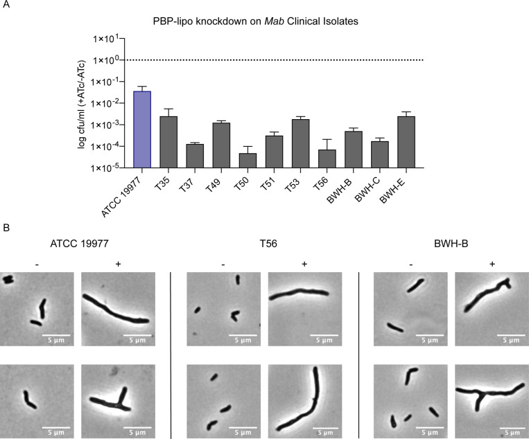 Figure 6—figure supplement 7.