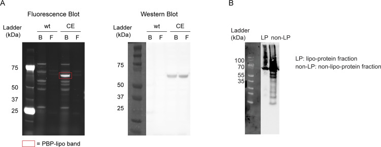 Figure 3—figure supplement 3.