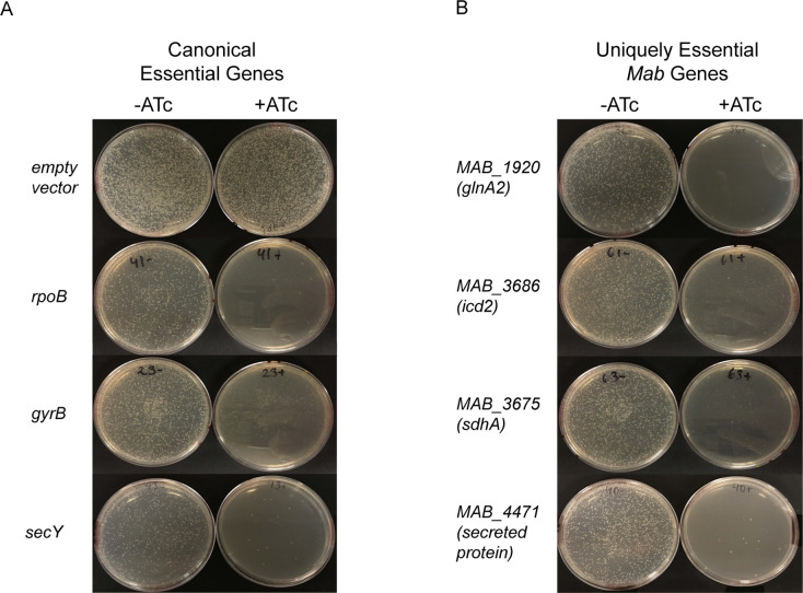 Figure 2—figure supplement 1.