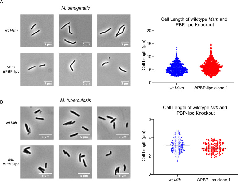 Figure 4—figure supplement 2.