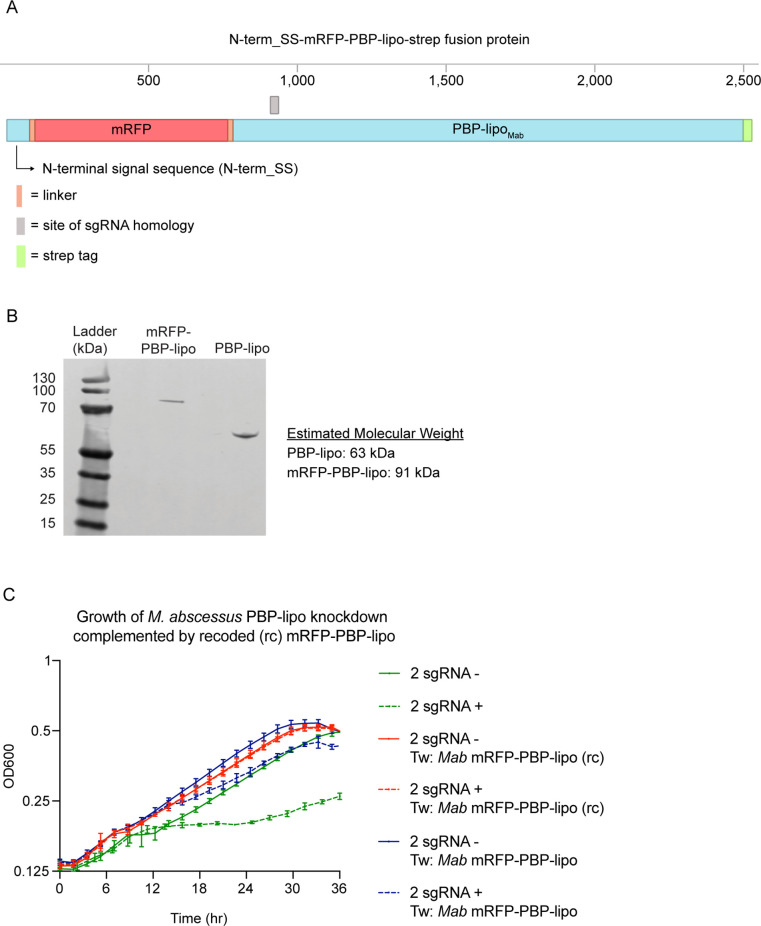 Figure 5—figure supplement 1.