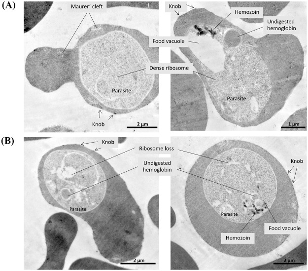 Fig 9