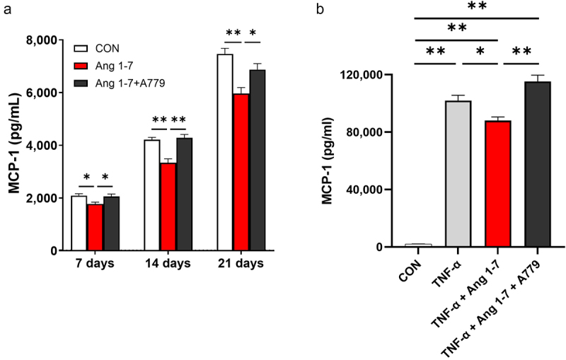 Angiotensin 1–7 reduces MCP-1 secretion in an obese model of 3T3-L1 white adipocytes.