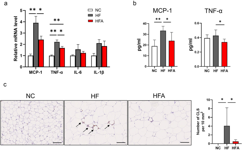 Angiotensin 1–7 reduces inflammation in visceral epididymal white adipose tissue in high-fat diet-induced obese mice.