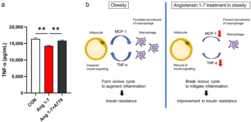 Angiotensin 1–7 reduces TNF-α secretion in a model of macrophage lipotoxicity.