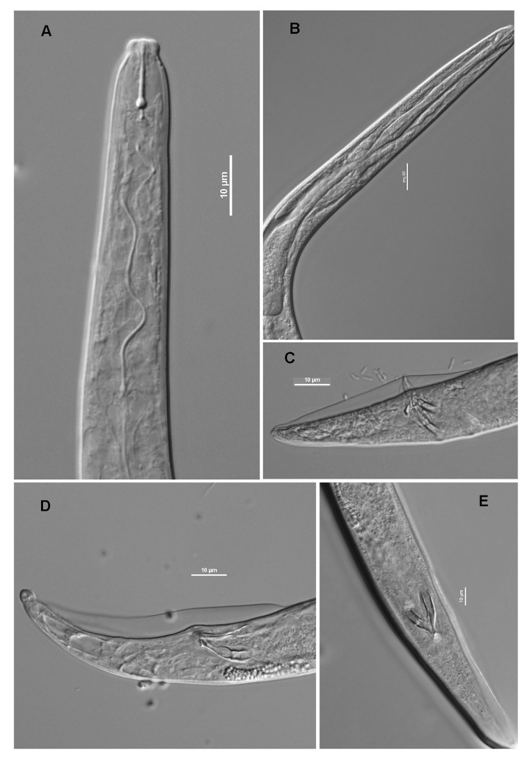 Figure 7