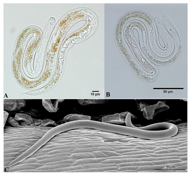 Figure 11