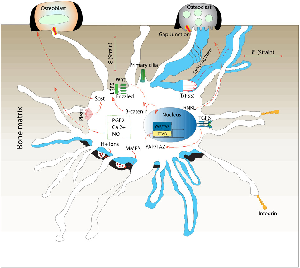 Figure 2: