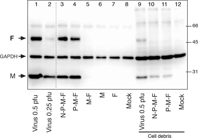 FIG 3