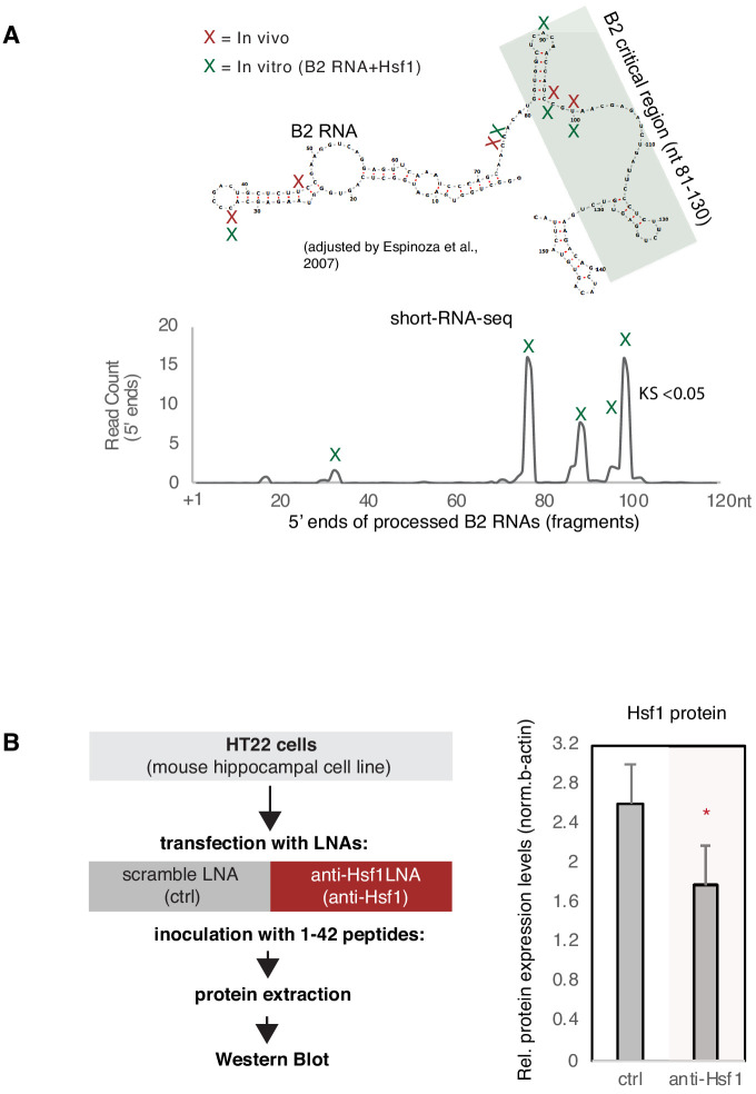 Figure 5—figure supplement 1.