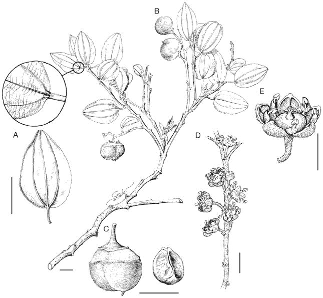 Fig. 1