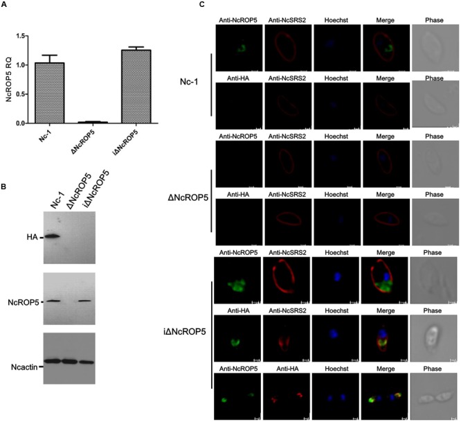 FIGURE 2