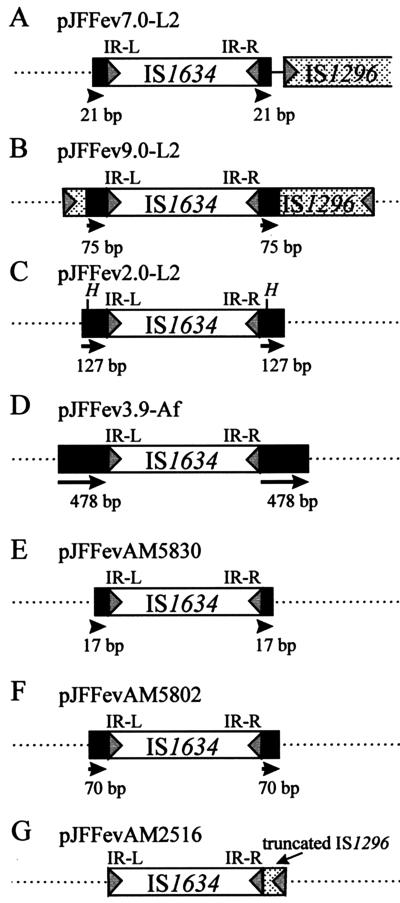 FIG. 1