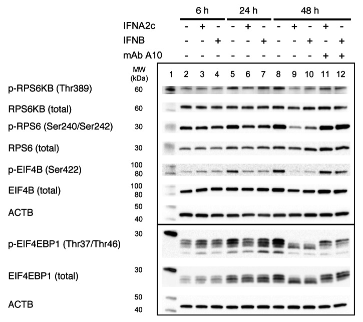 graphic file with name auto-9-683-g8.jpg