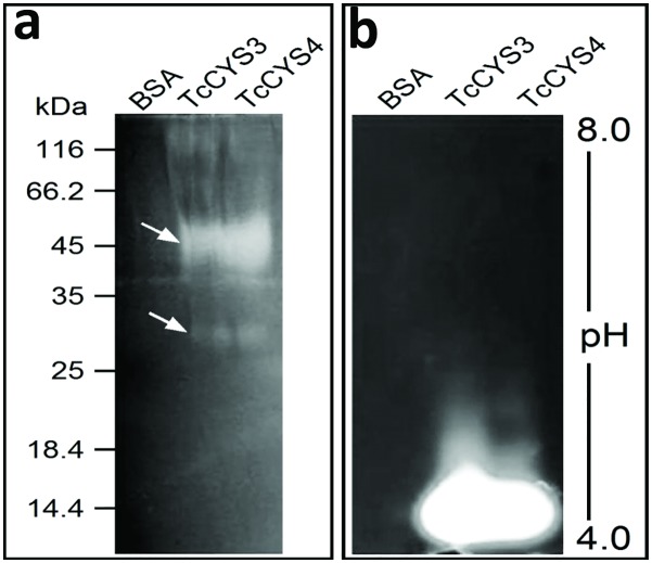 Fig 5