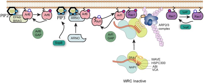 Figure 2