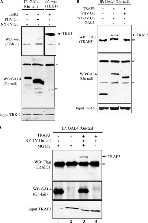 FIG. 2.